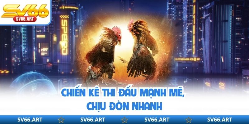 Đá Gà SV66 Chiến kê thi đấu mạnh mẽ, chịu đòn nhanh